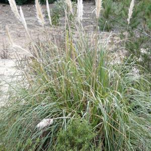 Photographie n°2290939 du taxon Cortaderia selloana (Schult. & Schult.f.) Asch. & Graebn. [1900]