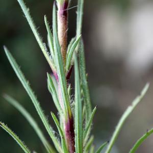 Photographie n°2290942 du taxon Plantago afra L. [1762]