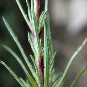 Photographie n°2290943 du taxon Plantago afra L. [1762]