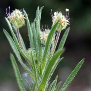 Photographie n°2290945 du taxon Plantago afra L. [1762]