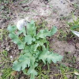 Photographie n°2290966 du taxon Papaver somniferum L. [1753]