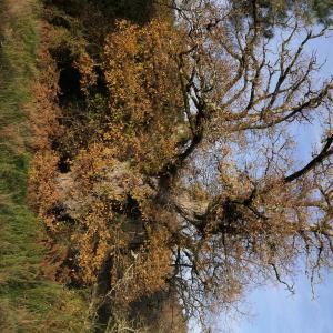 Photographie n°2291002 du taxon Quercus robur L. [1753]