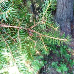 Photographie n°2291012 du taxon Picea abies (L.) H.Karst. [1881]