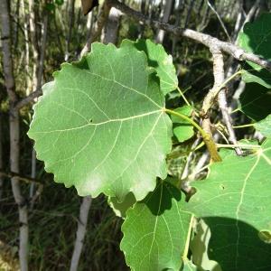 Photographie n°2291035 du taxon Populus tremula L. [1753]