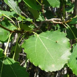 Photographie n°2291036 du taxon Populus tremula L. [1753]