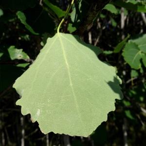 Photographie n°2291037 du taxon Populus tremula L. [1753]