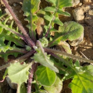 Photographie n°2291065 du taxon Crepis sancta (L.) Bornm. [1913]