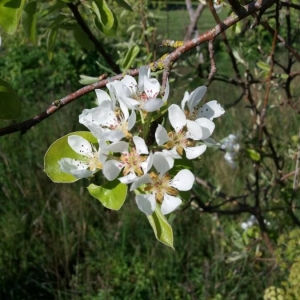 Photographie n°2291144 du taxon Pyrus communis L. [1753]