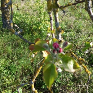 Photographie n°2291148 du taxon Malus domestica Borkh. [1803]