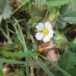 Photographie n°2291157 du taxon Potentilla sterilis (L.) Garcke [1856]