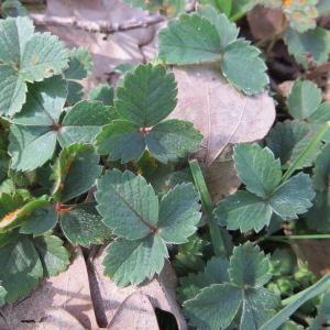 Photographie n°2291158 du taxon Potentilla sterilis (L.) Garcke [1856]