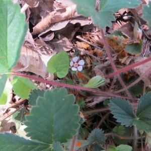 Photographie n°2291165 du taxon Potentilla micrantha Ramond ex DC. [1805]