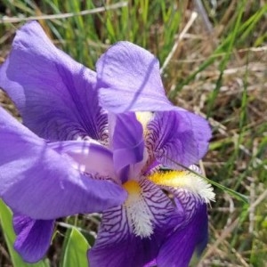 Photographie n°2291219 du taxon Iris germanica L.