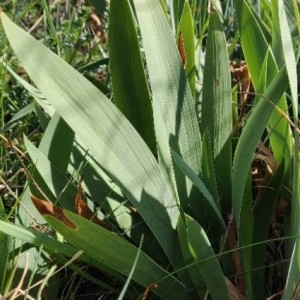 Photographie n°2291221 du taxon Iris germanica L.