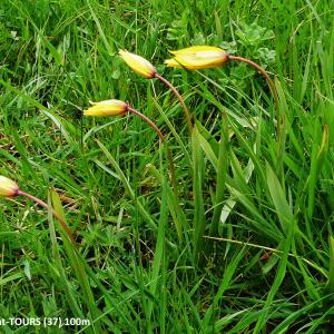 Photographie n°2291225 du taxon Tulipa sylvestris subsp. sylvestris 