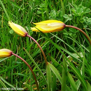 Photographie n°2291226 du taxon Tulipa sylvestris subsp. sylvestris 