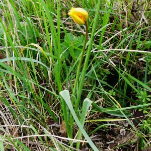 Photographie n°2291228 du taxon Tulipa sylvestris subsp. sylvestris 