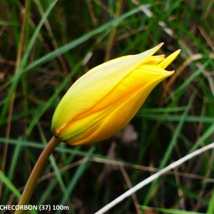 Photographie n°2291230 du taxon Tulipa sylvestris subsp. sylvestris 