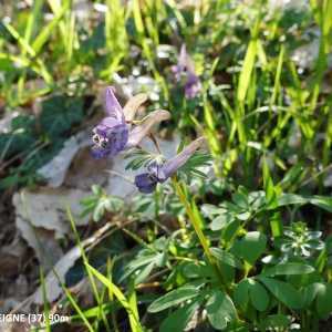 Photographie n°2291238 du taxon Corydalis solida (L.) Clairv.