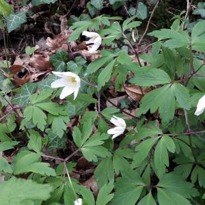 Photographie n°2291245 du taxon Anemone nemorosa L.