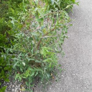 Photographie n°2291317 du taxon Sonchus oleraceus L.