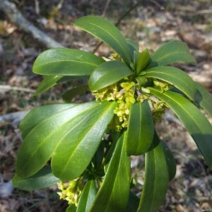 Photographie n°2291338 du taxon Daphne laureola L. [1753]