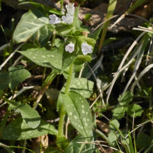 Photographie n°2291339 du taxon Pulmonaria L. [1753]