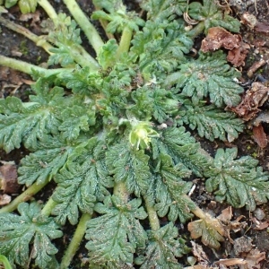  - Erodium maritimum (L.) L'Hér. [1789]