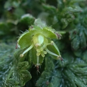  - Erodium maritimum (L.) L'Hér. [1789]