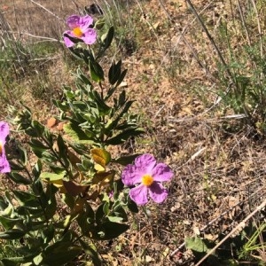 Photographie n°2291357 du taxon Cistus albidus L. [1753]