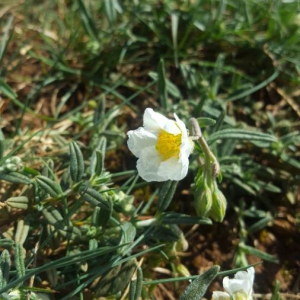 Photographie n°2291360 du taxon Helianthemum apenninum (L.) Mill. [1768]