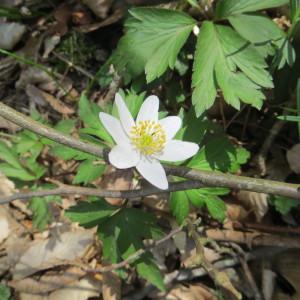 Photographie n°2291363 du taxon Anemone nemorosa L. [1753]