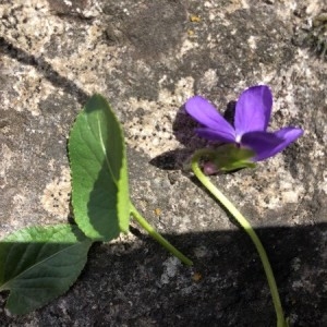 Photographie n°2291373 du taxon Viola hirta L. [1753]