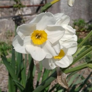 Photographie n°2291397 du taxon Narcissus tazetta L. [1753]