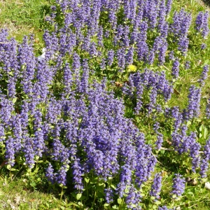 Photographie n°2291403 du taxon Ajuga reptans L. [1753]