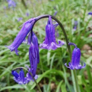 Photographie n°2291417 du taxon Hyacinthoides non-scripta (L.) Chouard ex Rothm. [1944]