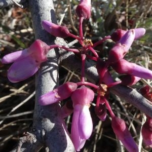 Photographie n°2291464 du taxon Cercis siliquastrum L. [1753]