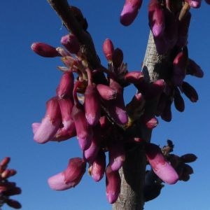 Photographie n°2291465 du taxon Cercis siliquastrum L. [1753]