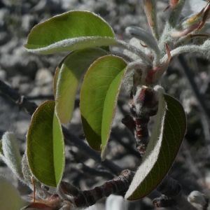 Photographie n°2291481 du taxon Amelanchier ovalis Medik. [1793]