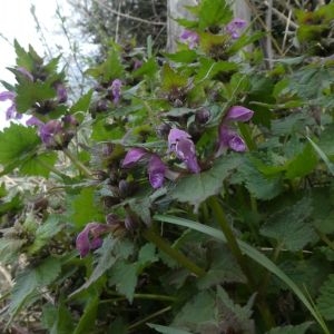 Photographie n°2291515 du taxon Lamium maculatum (L.) L. [1763]