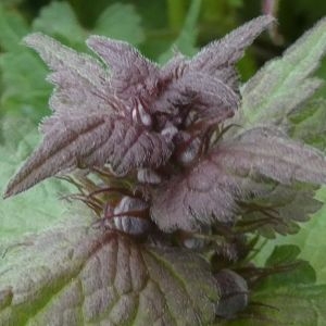 Photographie n°2291516 du taxon Lamium maculatum (L.) L. [1763]