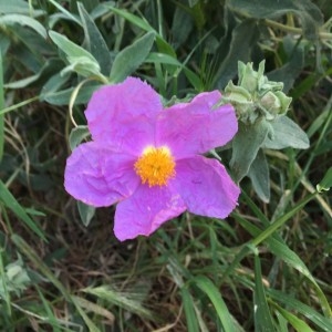 Photographie n°2291527 du taxon Cistus albidus L. [1753]