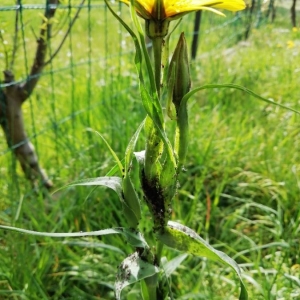 Photographie n°2291534 du taxon Tragopogon pratensis L. [1753]