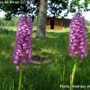 Photographie n°2291544 du taxon Anacamptis pyramidalis (L.) Rich. [1817]