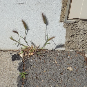 Photographie n°2291590 du taxon Hordeum murinum L.