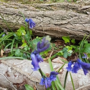 Photographie n°2291599 du taxon Hyacinthoides non-scripta (L.) Chouard ex Rothm. [1944]