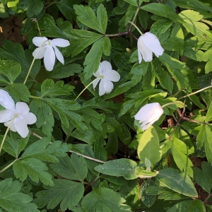 Photographie n°2291601 du taxon Anemone nemorosa L. [1753]