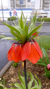 Augustin Soulard , le  6 avril 2019