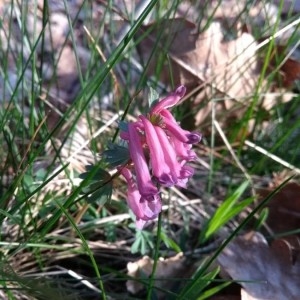 Photographie n°2291622 du taxon Corydalis solida (L.) Clairv.