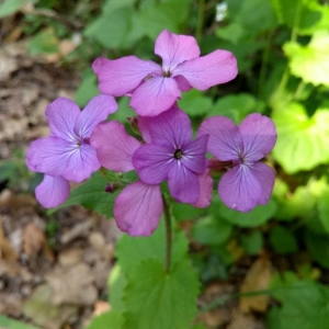 Photographie n°2291636 du taxon Lunaria annua L.